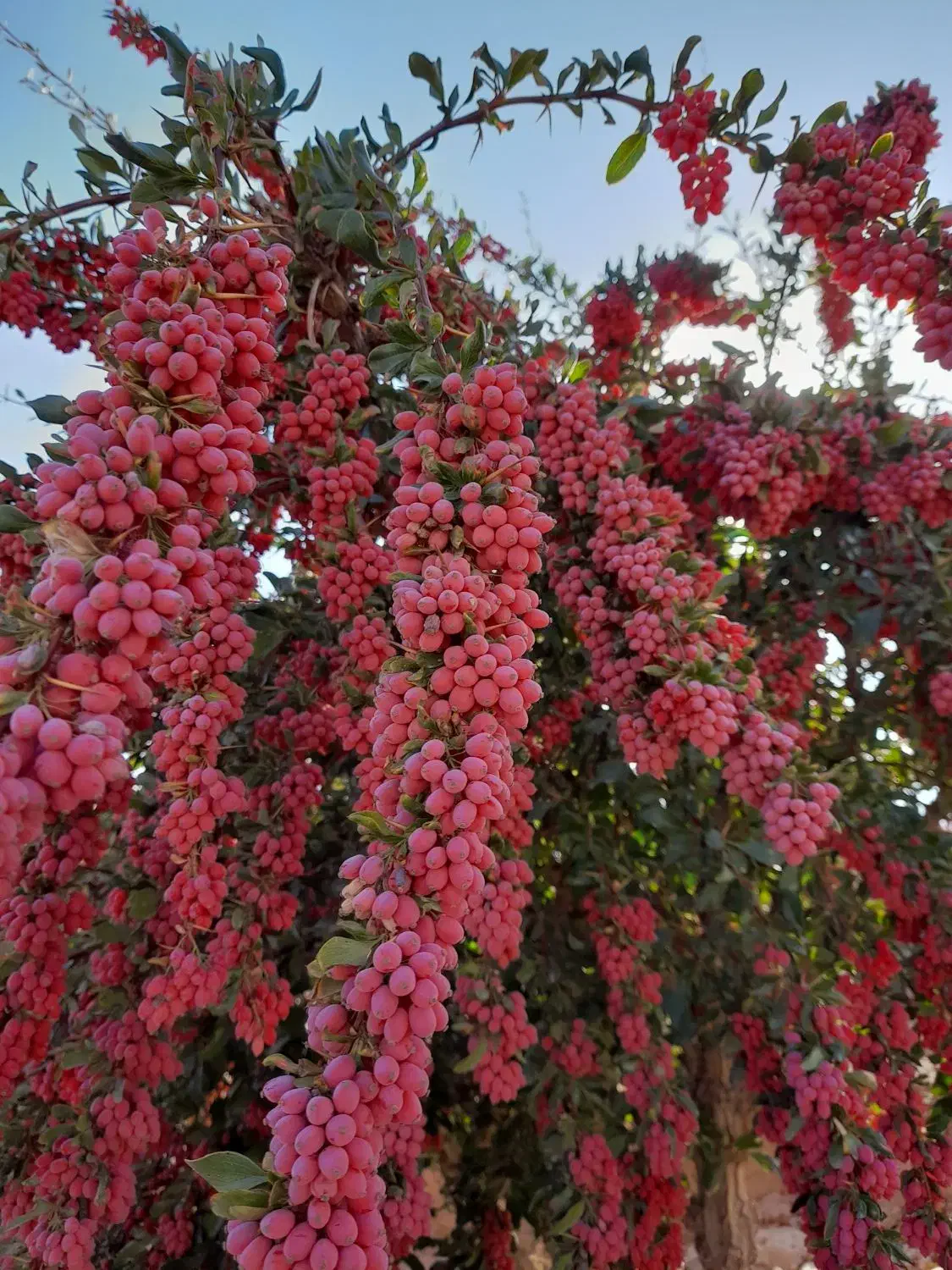 خریدار زرشک شاخه وخشک|خدمات باغبانی و درختکاری|بیرجند, |دیوار