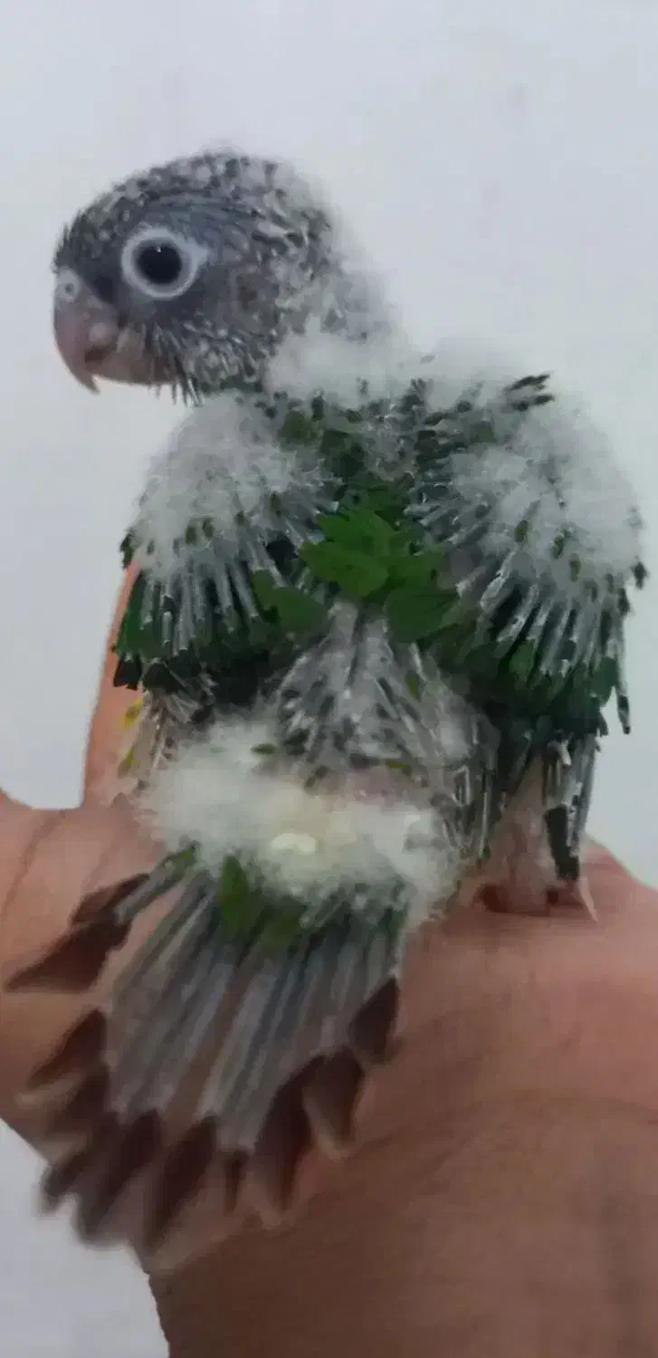 گرینچیک|پرنده|بروجرد, |دیوار