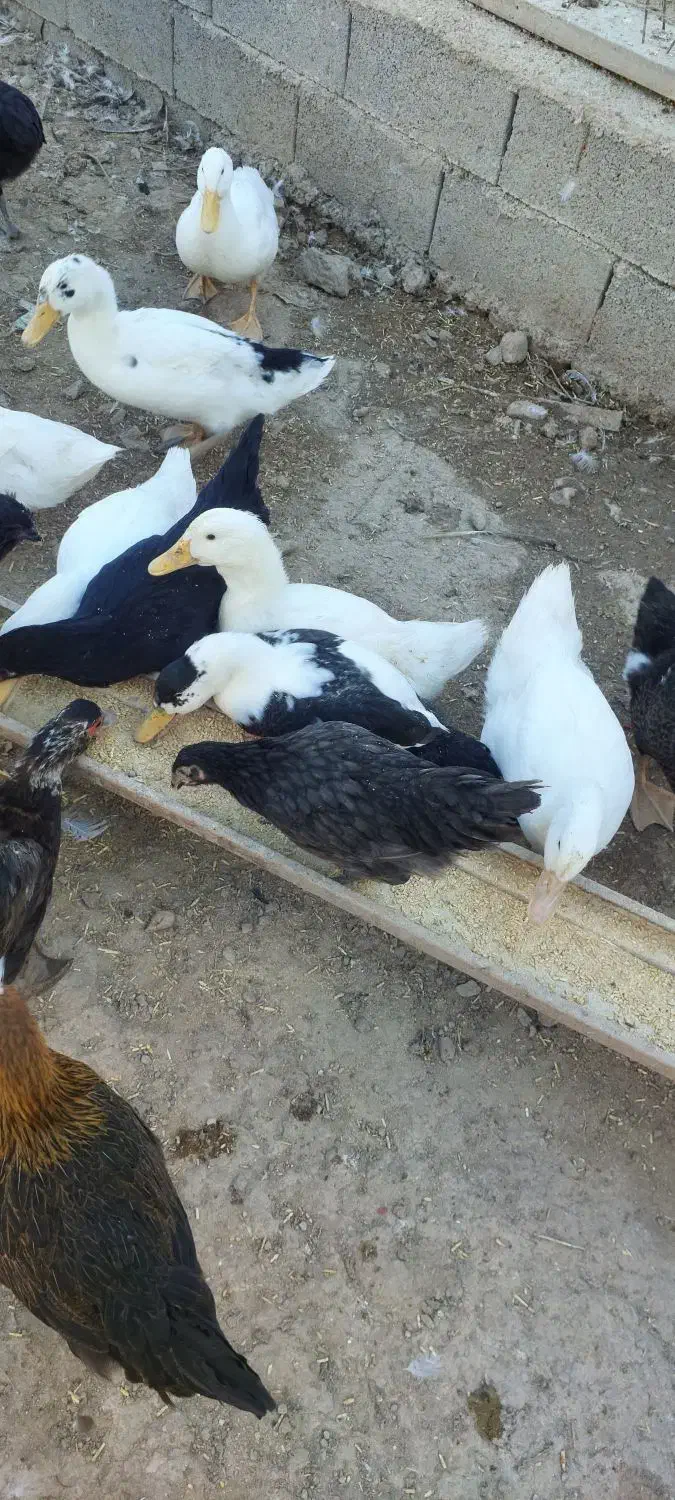 اردک|حیوانات مزرعه|جوانرود, |دیوار