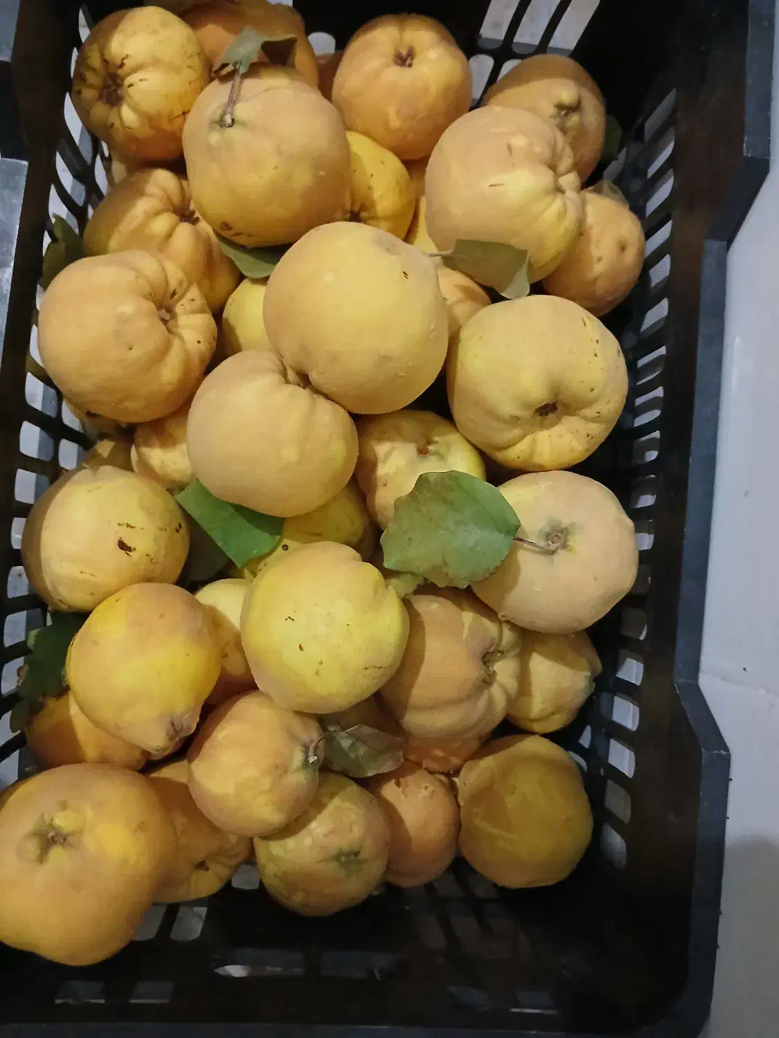 به تازه آبدار کیلو ۶۵۰۰۰|خوردنی و آشامیدنی|حمیدیا, |دیوار