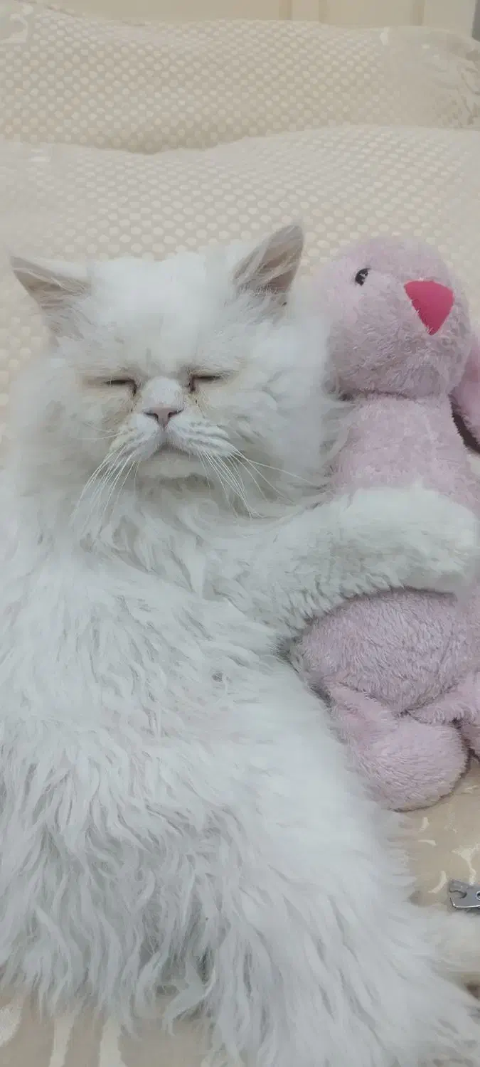 گم شده|حیوانات|رفسنجان, |دیوار