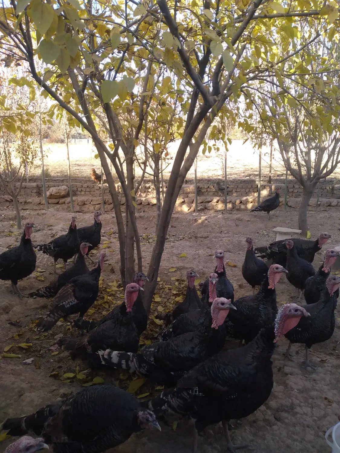 بوقلمون|حیوانات مزرعه|قیدار, |دیوار