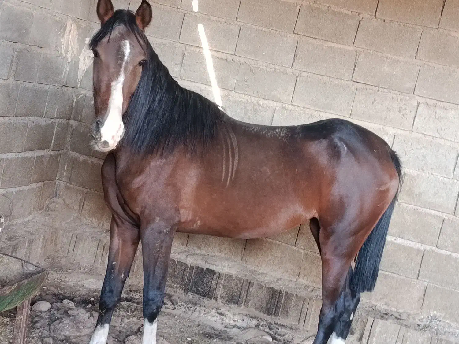 کره مادیون ۲ساله نیمه پرخون شجره دار|اسب و تجهیزات اسب‌سواری|رونیز, |دیوار