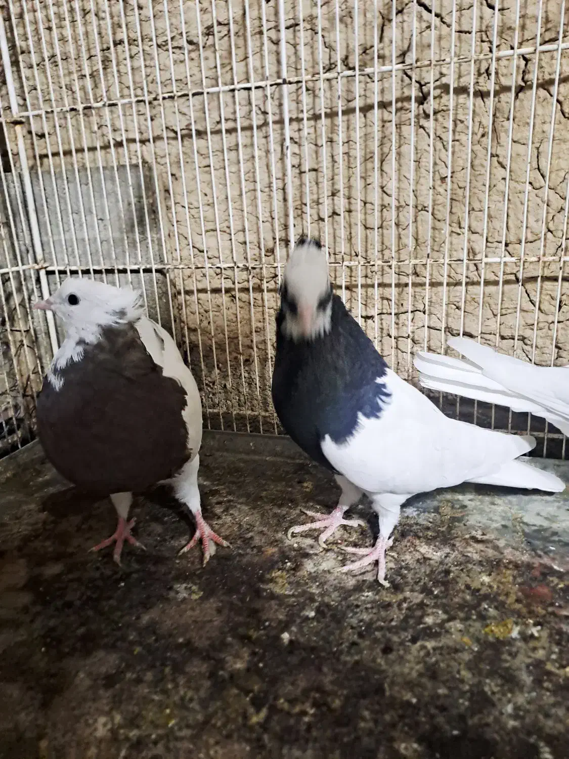 فروش کبوتر|پرنده|شیراز, آبیاری|دیوار