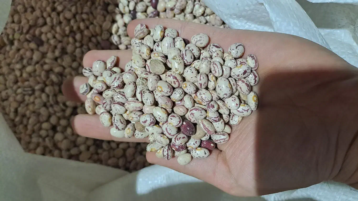 لوبیا چیتی و سفید خمین ارگانیک و خوشپخت|خوردنی و آشامیدنی|کاشان, فاز ۱ ناجی آباد|دیوار