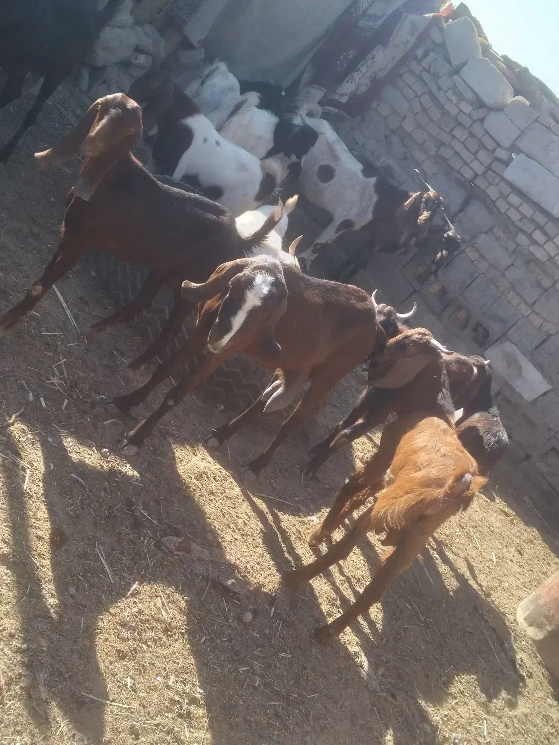 ابادان|حیوانات مزرعه|خرمشهر, |دیوار