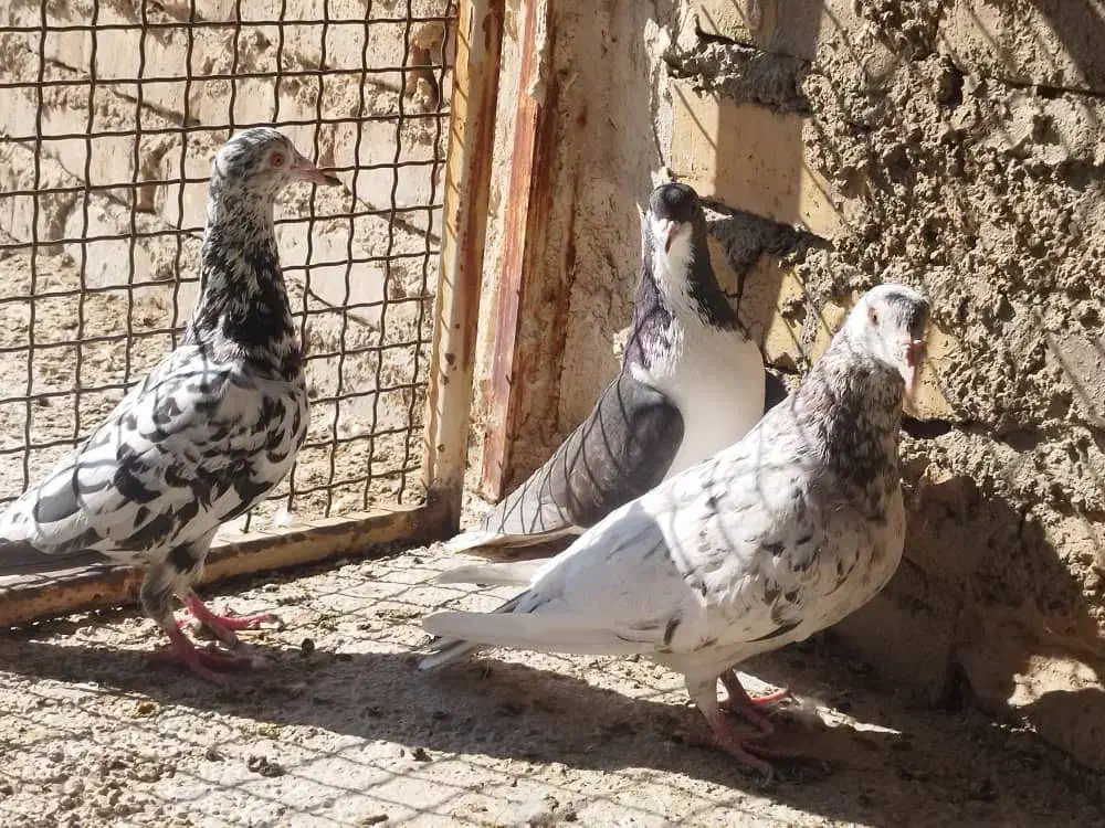 کفتر سرور نر ماده شهری|پرنده|شیراز, سعدیه شمالی|دیوار
