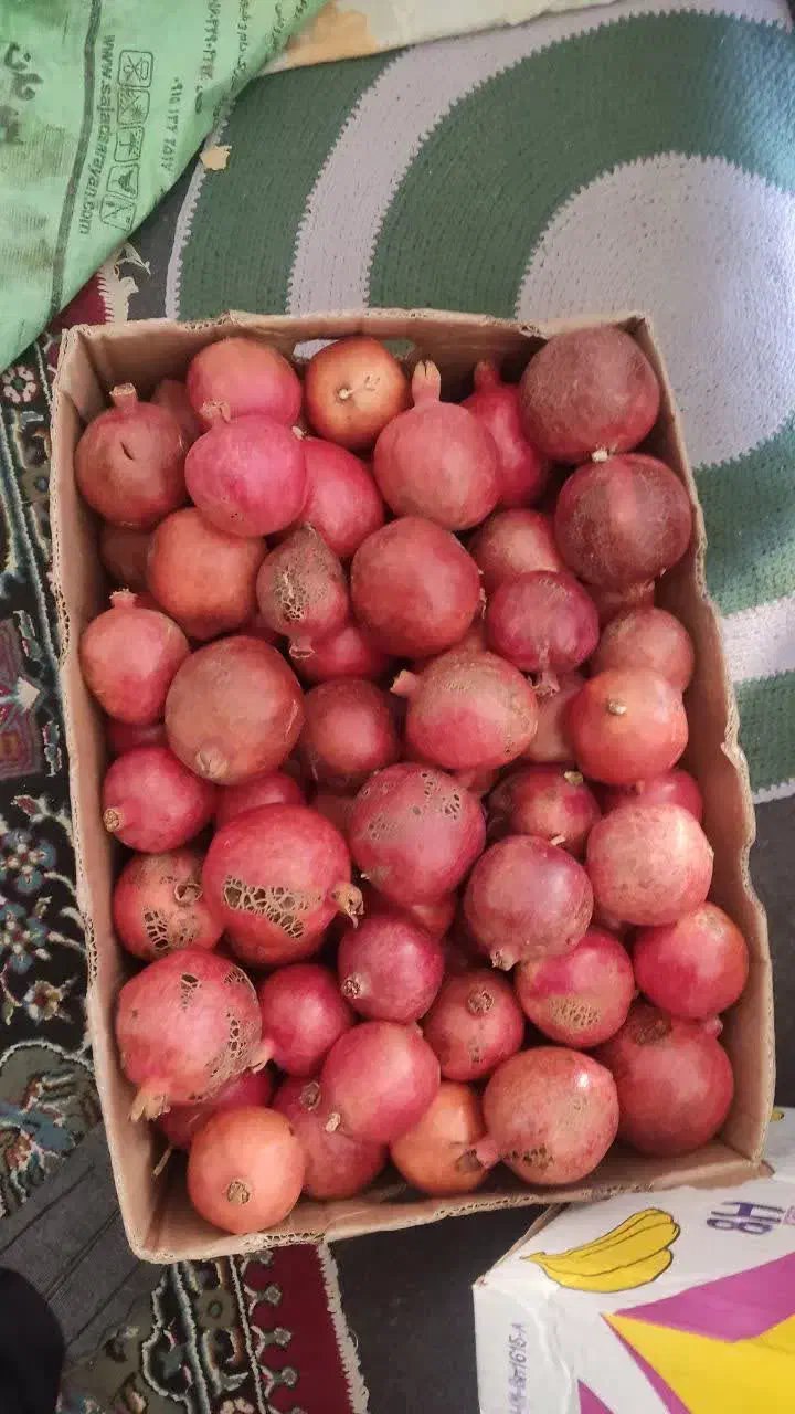 انار|خوردنی و آشامیدنی|قائن, |دیوار