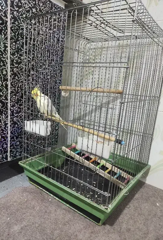 عروس هلندی|پرنده|دشتابی, |دیوار