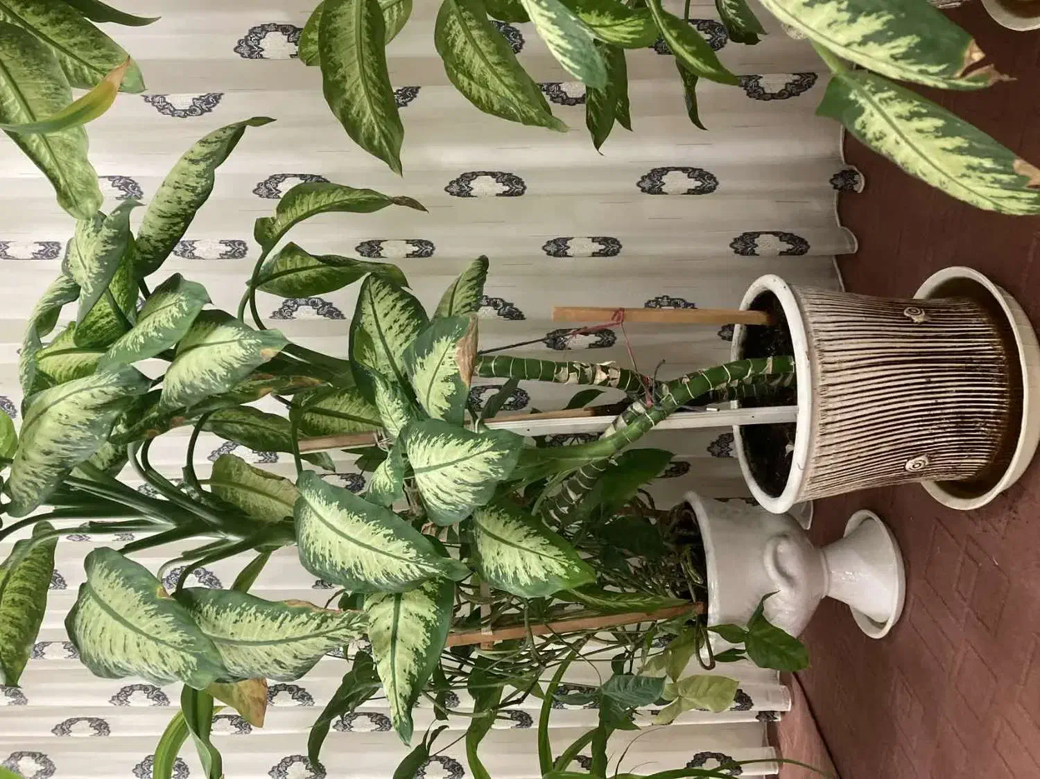 گلهای طبیعی آپارتمانی فریمان|گل و گیاه طبیعی|فریمان, |دیوار