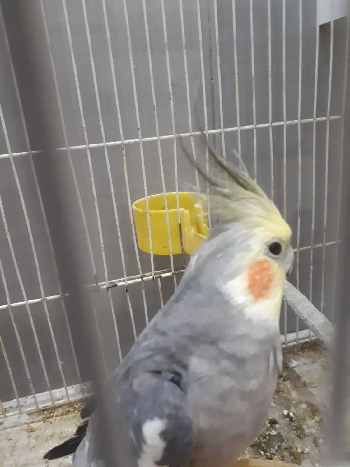 عروس هلندی نر دستی سخنگو|پرنده|طرقبه, |دیوار