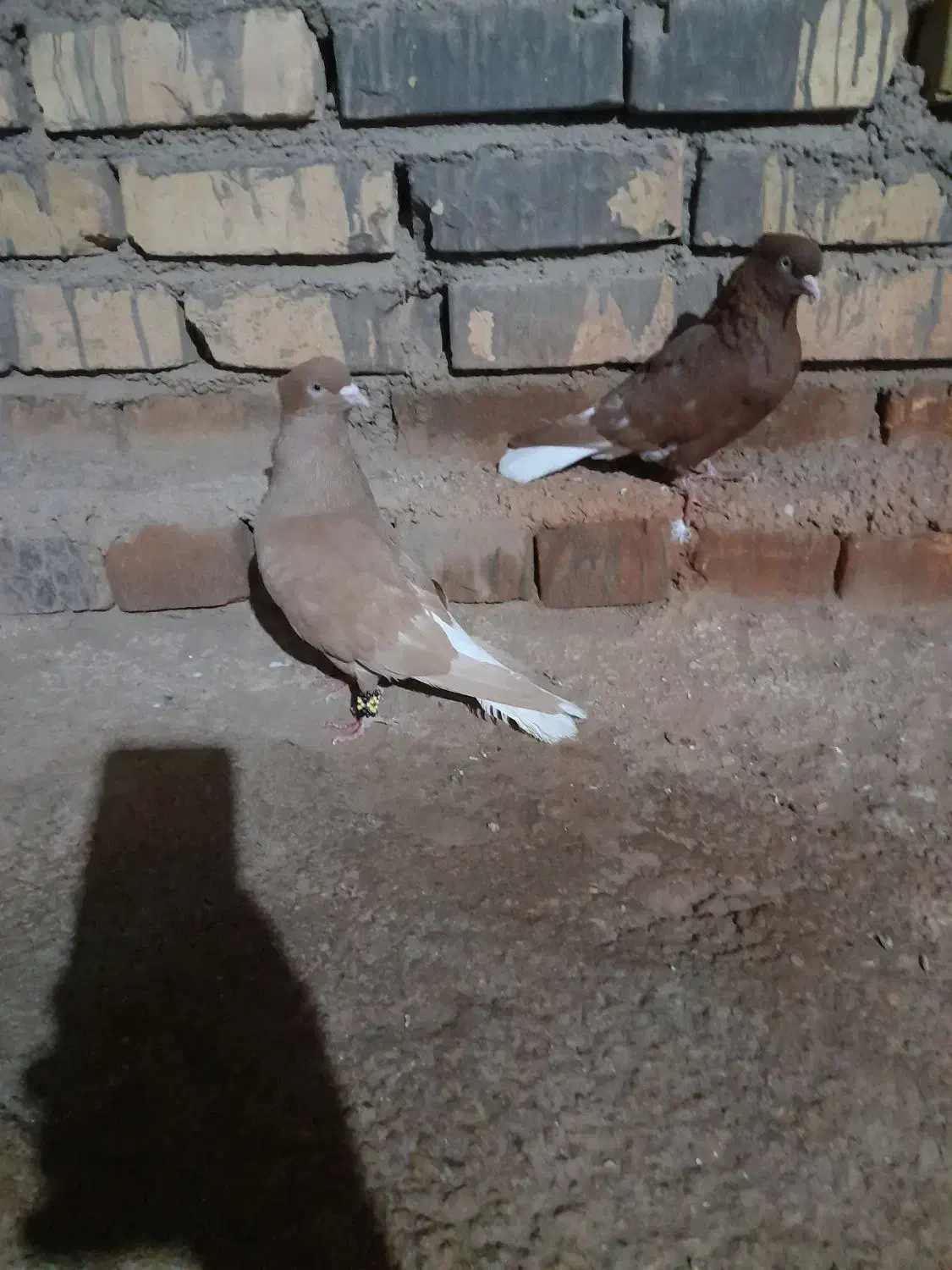 کبوتر|پرنده|اسفراین, |دیوار