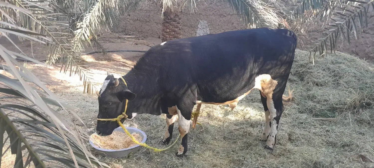 یک عددگاونربرافروش|حیوانات مزرعه|فهرج, |دیوار