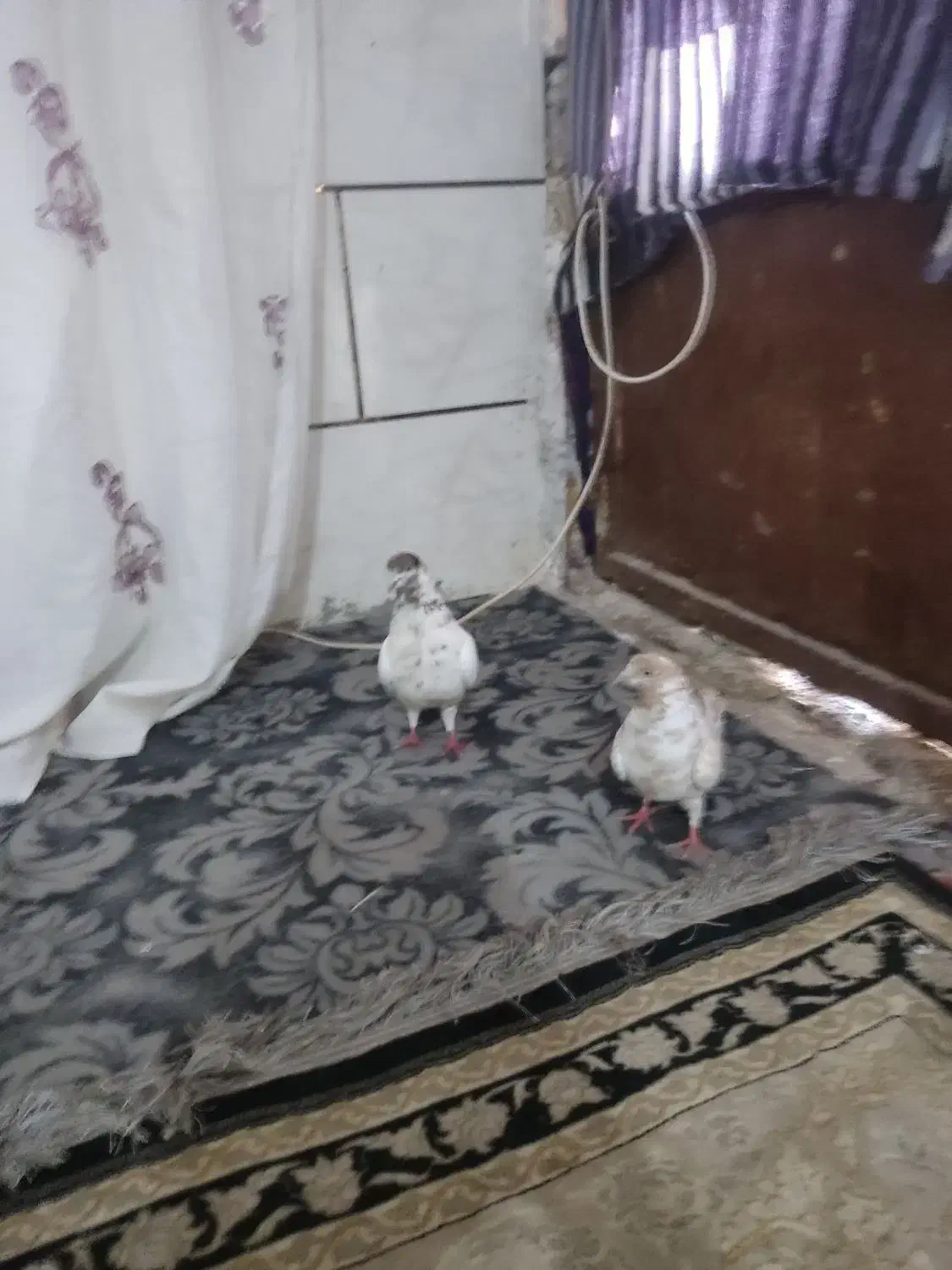 کفتر|پرنده|خرمشهر, |دیوار