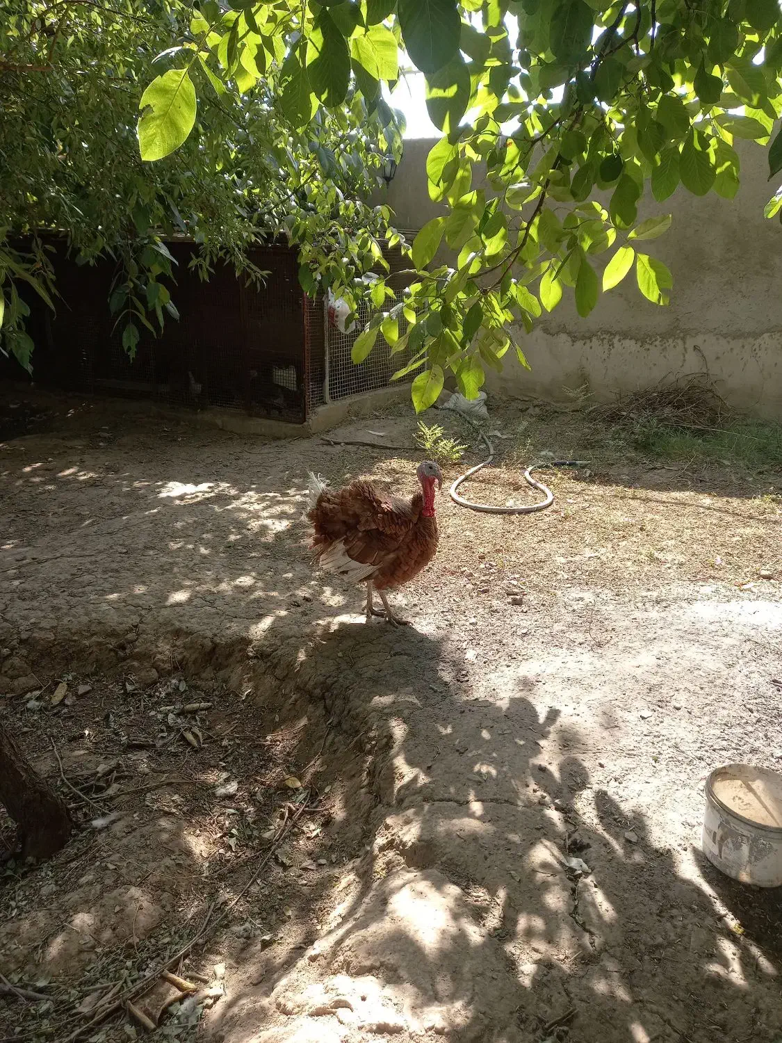 ۳عددبوقلمون|حیوانات مزرعه|همدان, |دیوار