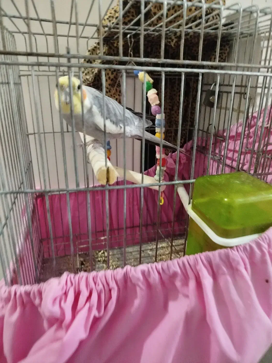 عروس هلندی یک سال خورده ای|پرنده|الیگودرز, |دیوار