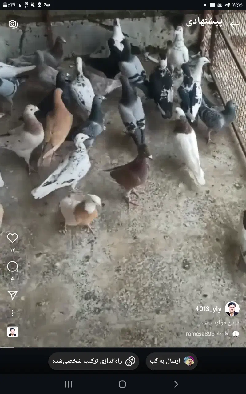 کبوتر|پرنده|مشهد, عنصری|دیوار