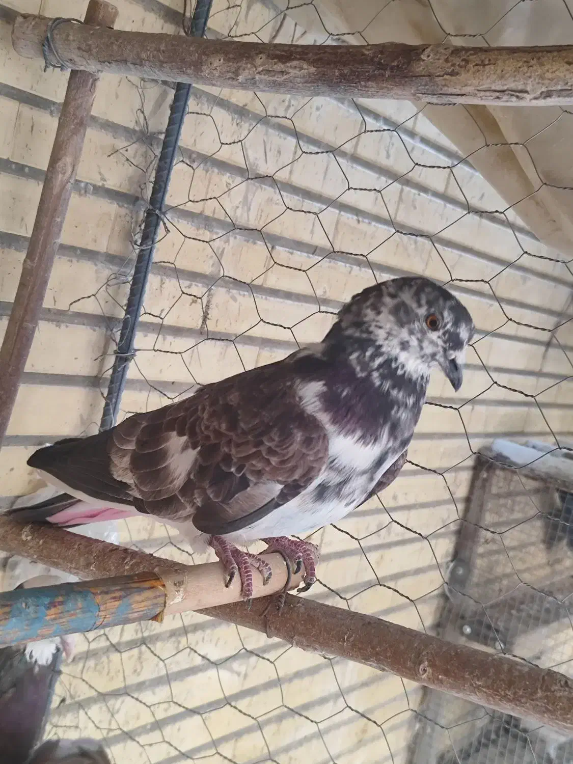 کبوتر پرشی(گرو)|پرنده|شاهین‌شهر, شهرک گلدیس|دیوار