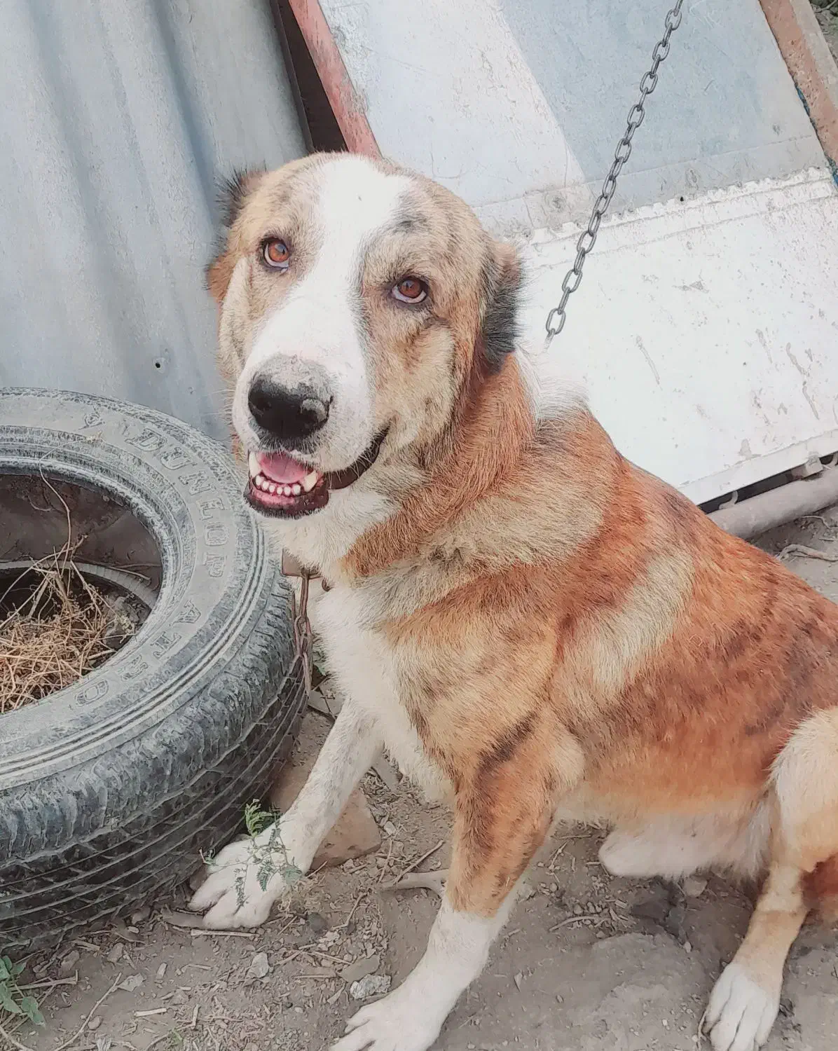 سگ گمشده|حیوانات|گرگان, |دیوار