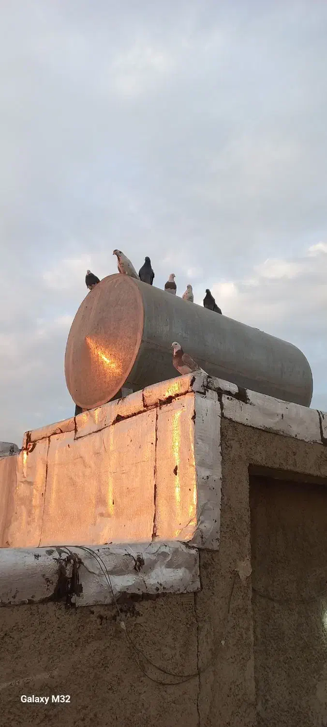 کفتر یا کبوتر معاوضه وفروش|پرنده|قدس, شهرقدس|دیوار