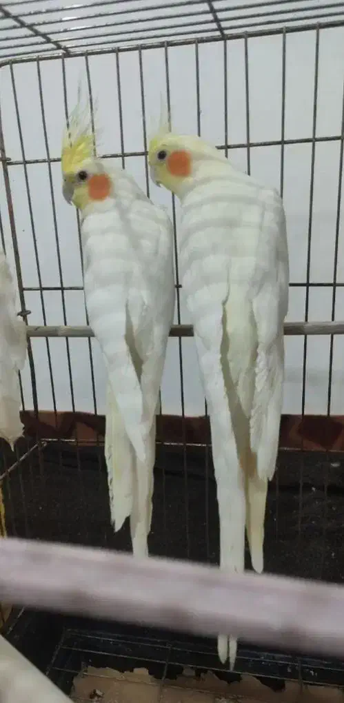 عروس هلندی|پرنده|کبودرآهنگ, |دیوار