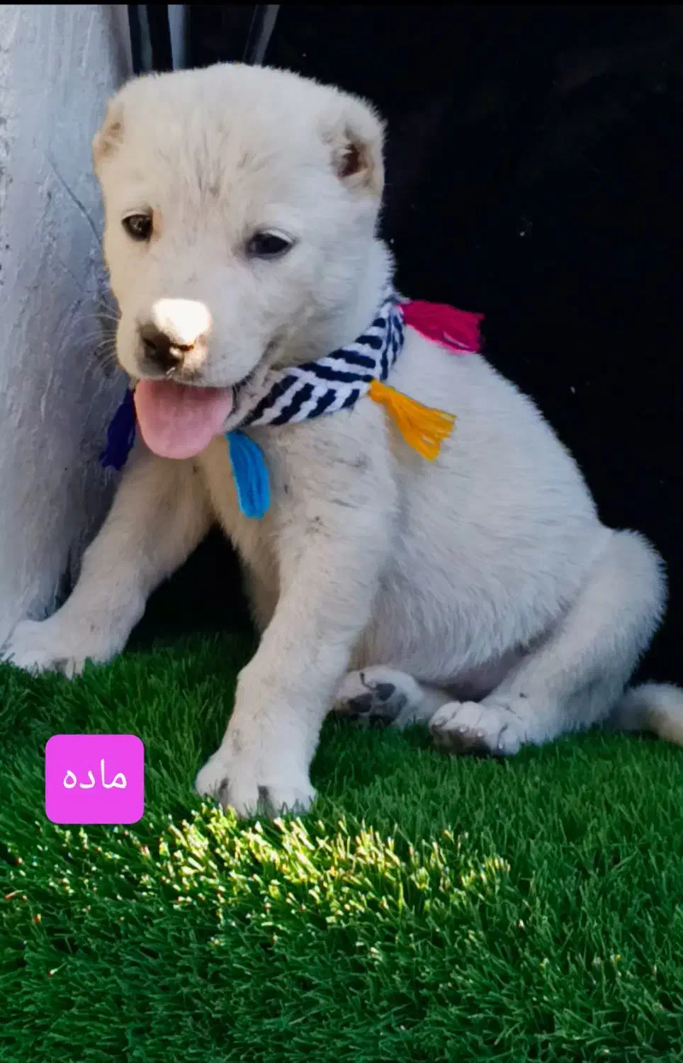 تعدادی توله های نر ماده آماده ارسال|سگ|تهران, آشتیانی|دیوار