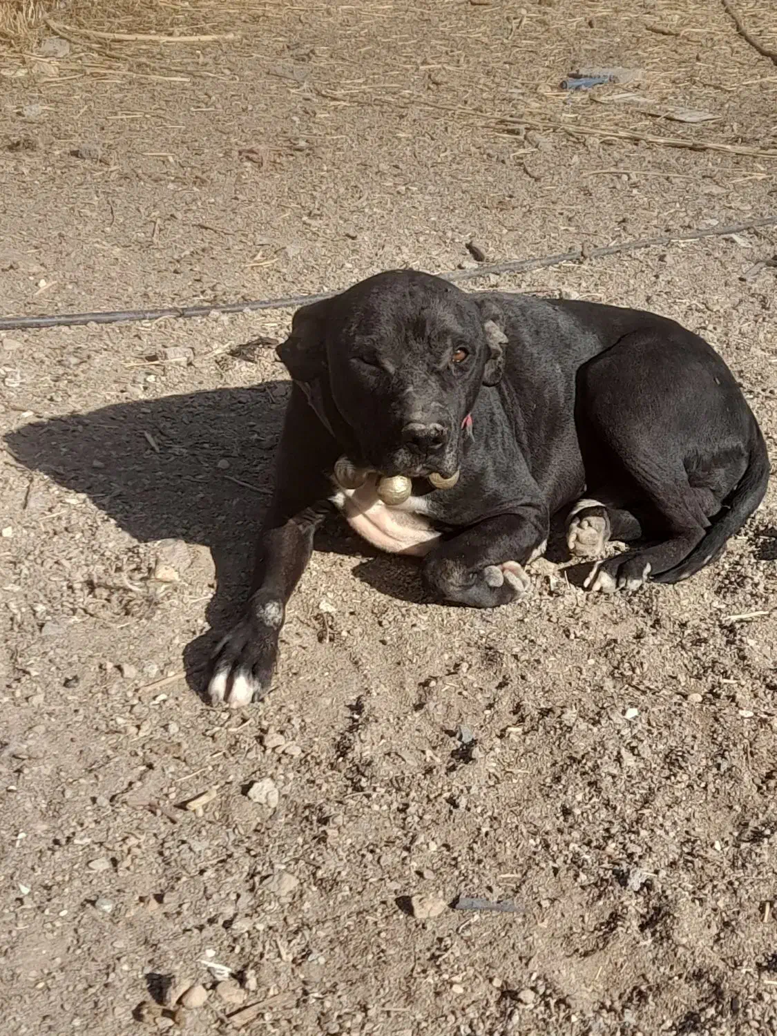 واگذاری توله سگ پیتبول|سگ|ساوه, |دیوار