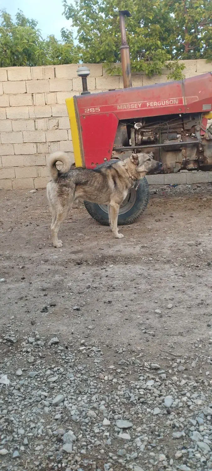 سک‌بسیار‌خوب‌کله‌داری|سگ|باسمنج, |دیوار