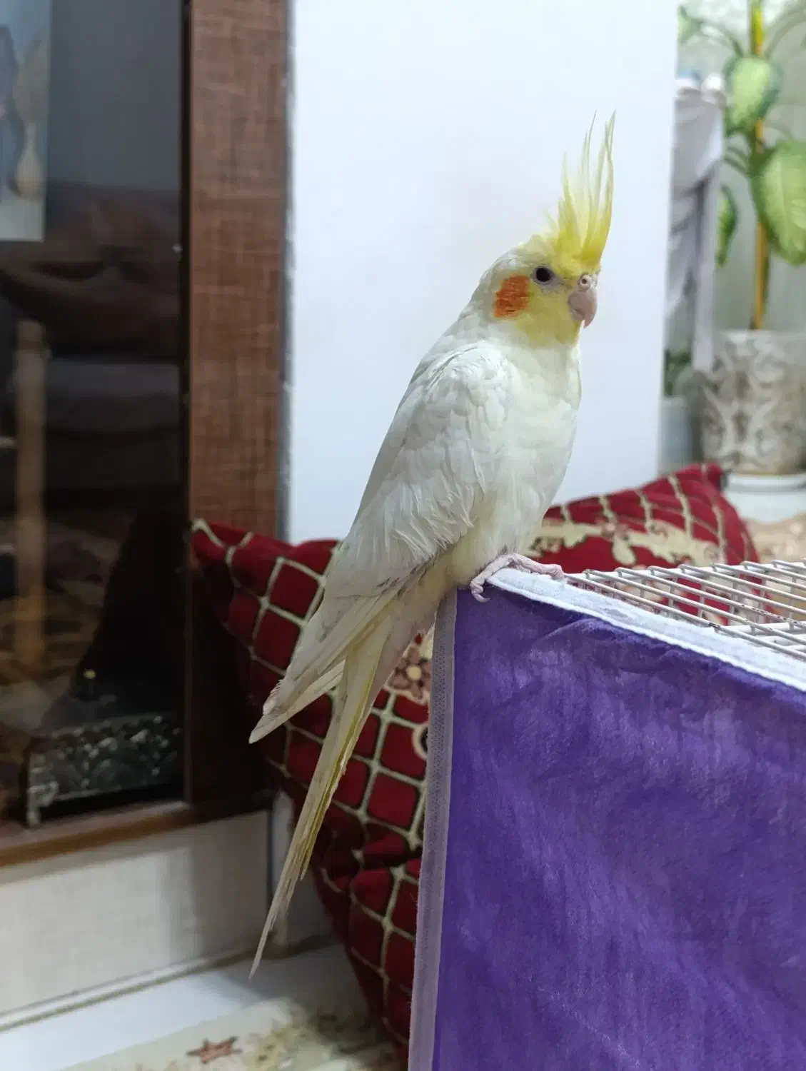 عروس هلندی ماده بالغ|پرنده|نیشابور, کوی حسینی|دیوار