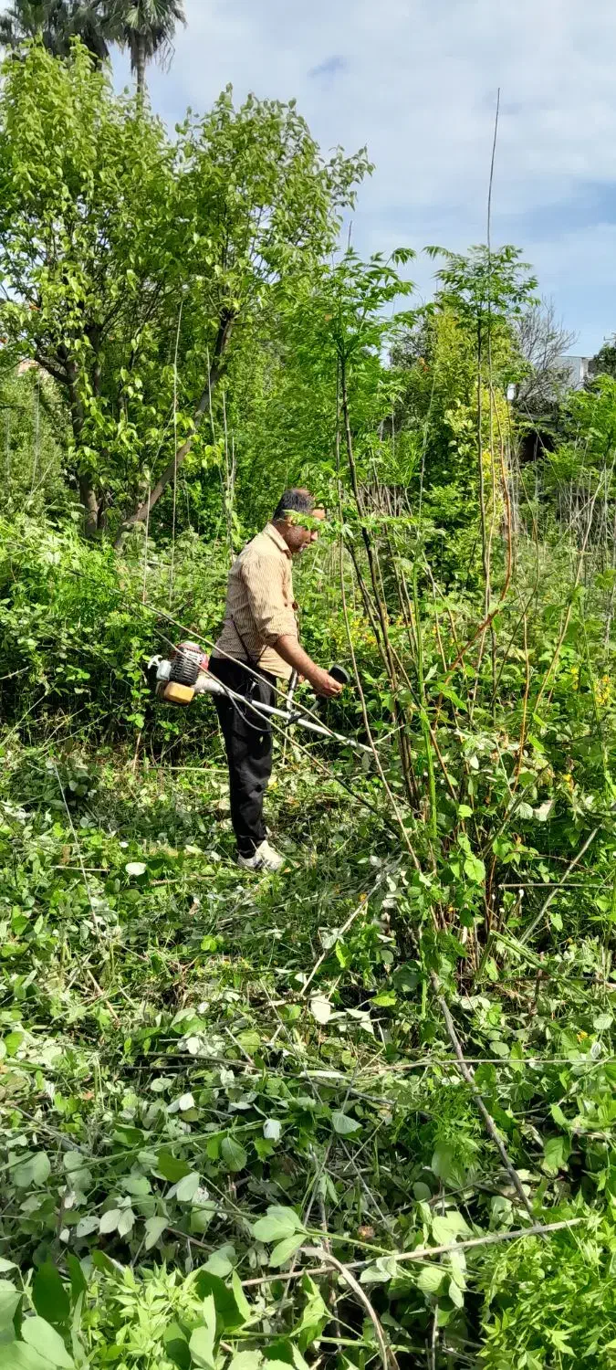 علف تراشی و چمن زنی و قطع انواع درخت|خدمات باغبانی و درختکاری|سرخرود, |دیوار