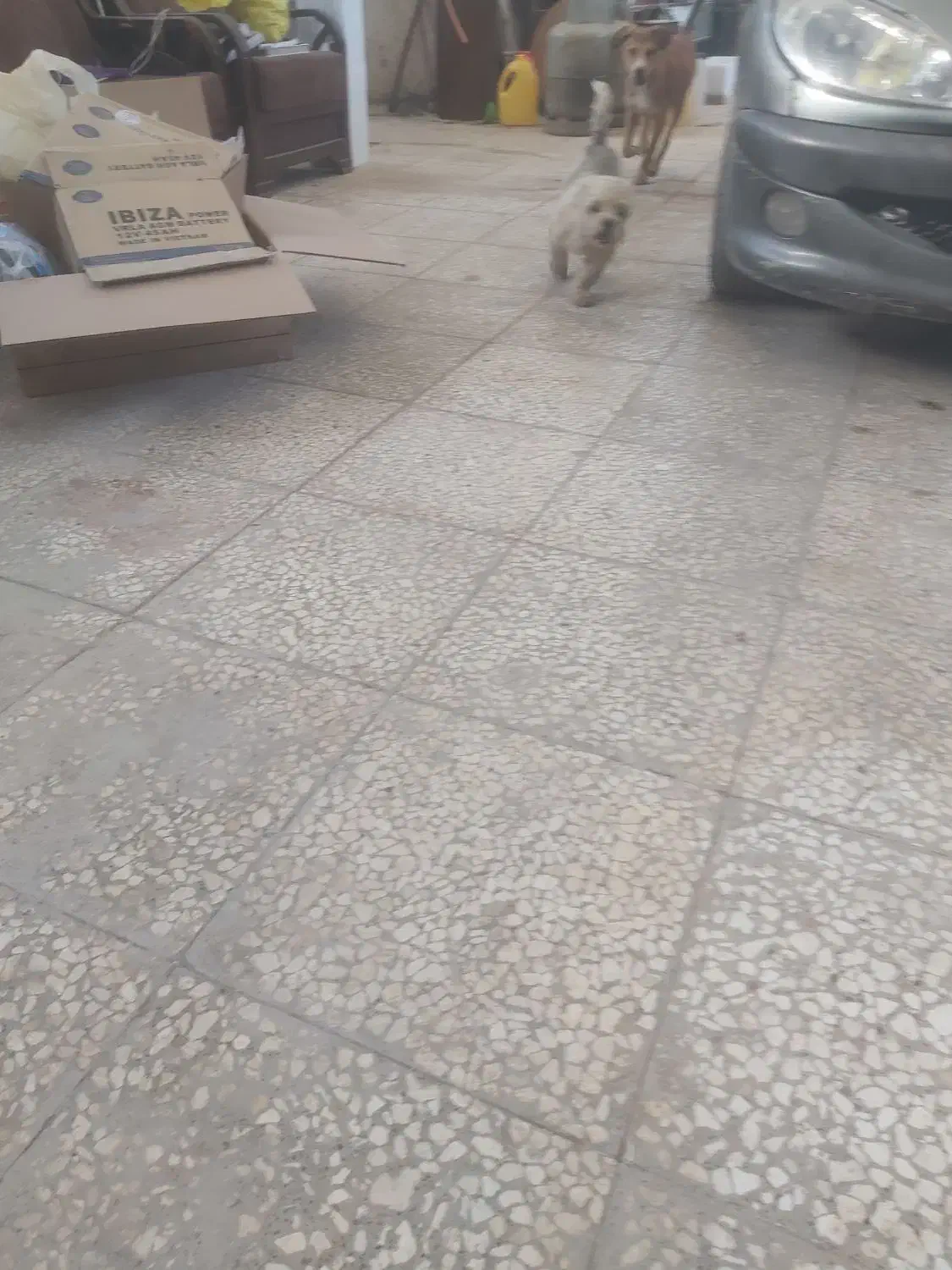 معاوضه شیتزو باهوش و بازیگوش ۱ونیم|سگ|گرگان, |دیوار