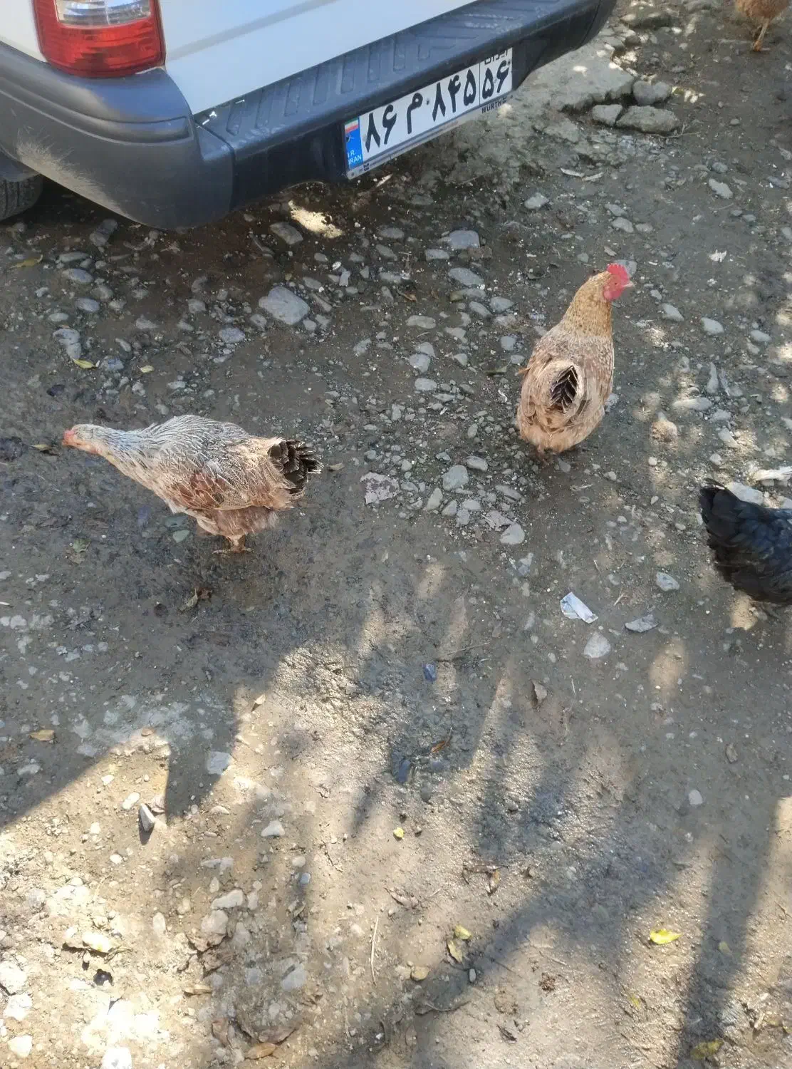 مرغ و خروس محلی|حیوانات مزرعه|اطاقور, |دیوار