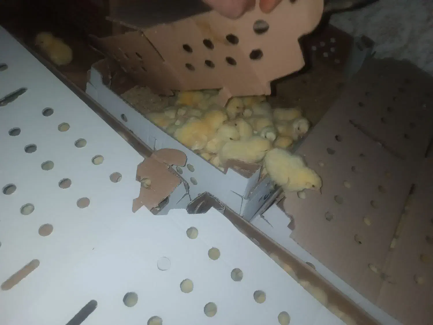 جوجه|حیوانات مزرعه|گوراب زرمیخ, |دیوار