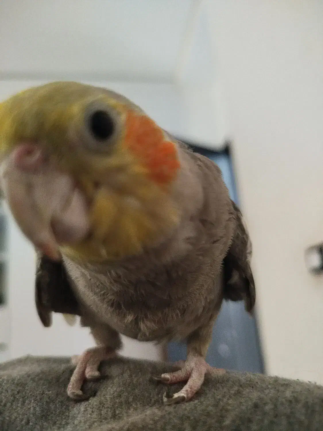 عروس هلندی|پرنده|جیرفت, |دیوار