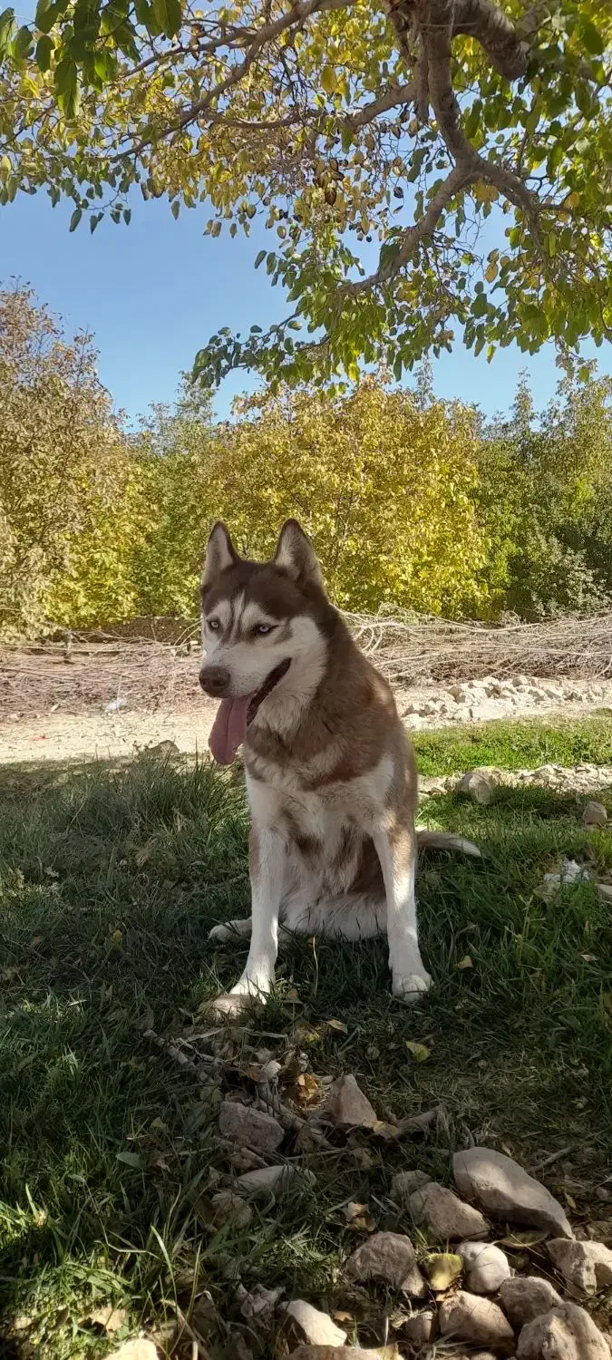 هاسکی چشم یخی|سگ|اقلید, |دیوار