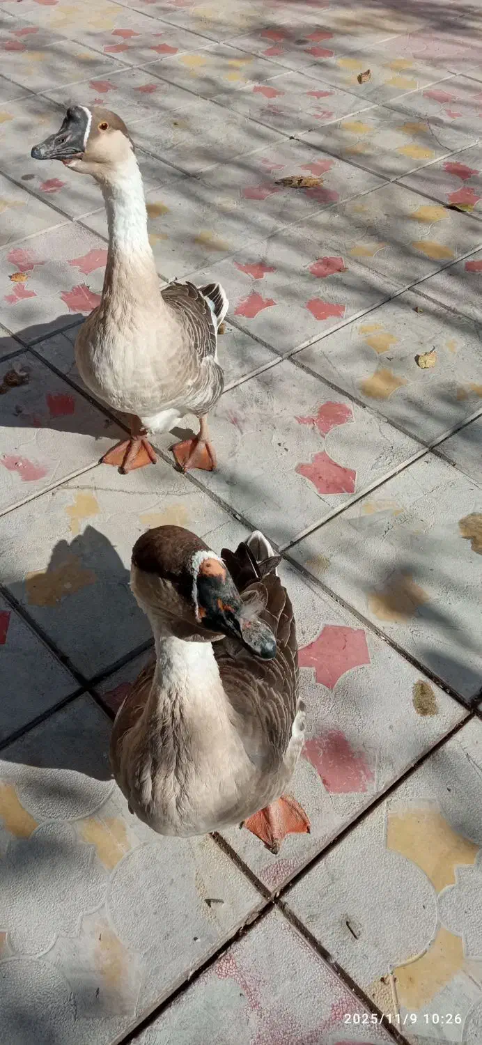 غازقو|حیوانات مزرعه|نیر (اردبیل), |دیوار