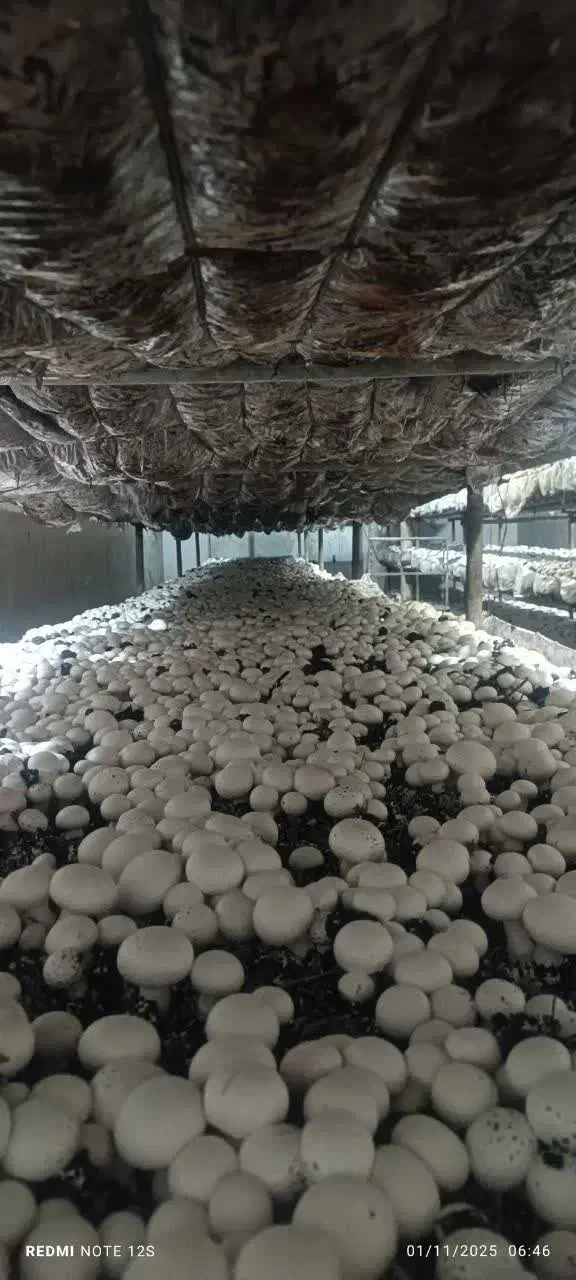 قارچ دکمه ای|خوردنی و آشامیدنی|معصومیه, |دیوار