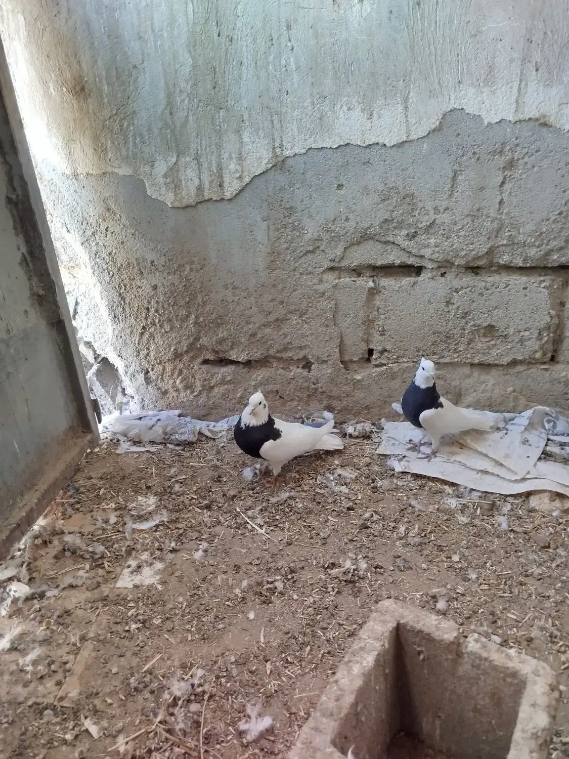 طوقی و کله ای|پرنده|فیروزآباد (آذربایجان), |دیوار