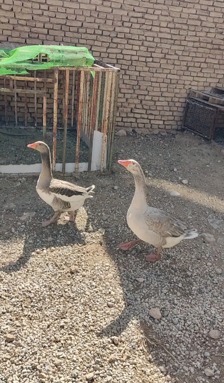 غاز|حیوانات مزرعه|بروجن, |دیوار