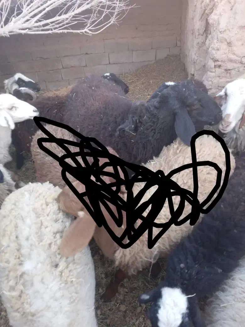 گوسفند|حیوانات مزرعه|فردوس (کرمان), |دیوار