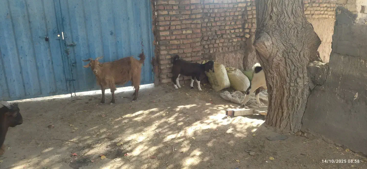 2عدد بز وبزغاله|حیوانات مزرعه|کاشمر, |دیوار