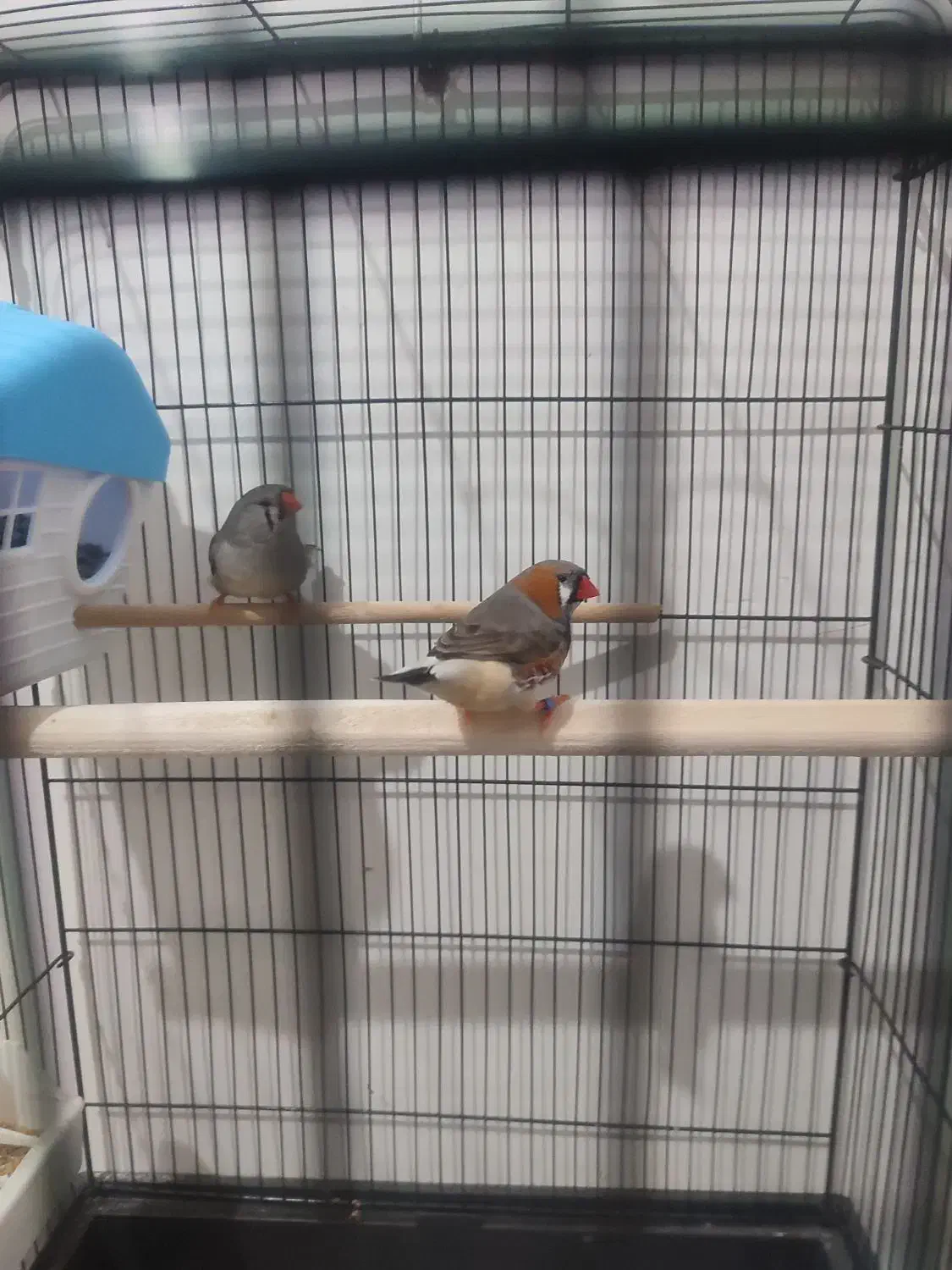 درود.|پرنده|امیدیه, |دیوار