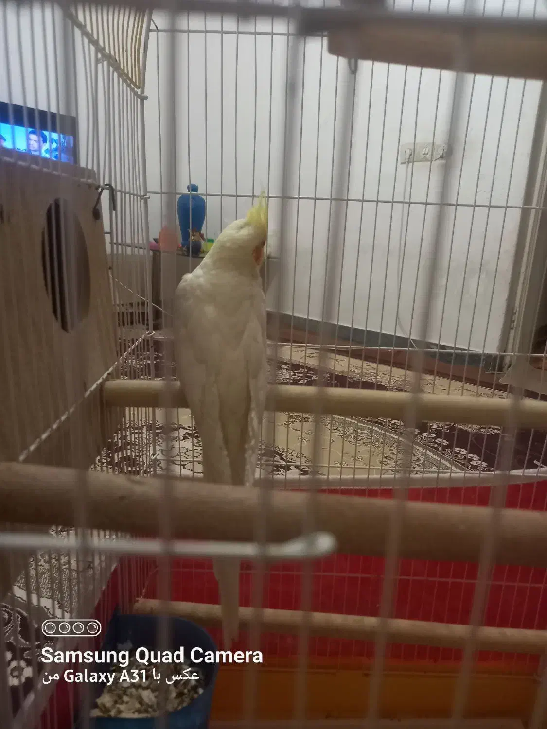 ۲ عدد عروس هلندی نر وماده|پرنده|امیدیه, |دیوار