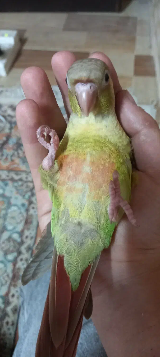 طوطی گرینچیک آناناسی|پرنده|فردیس, داوری|دیوار