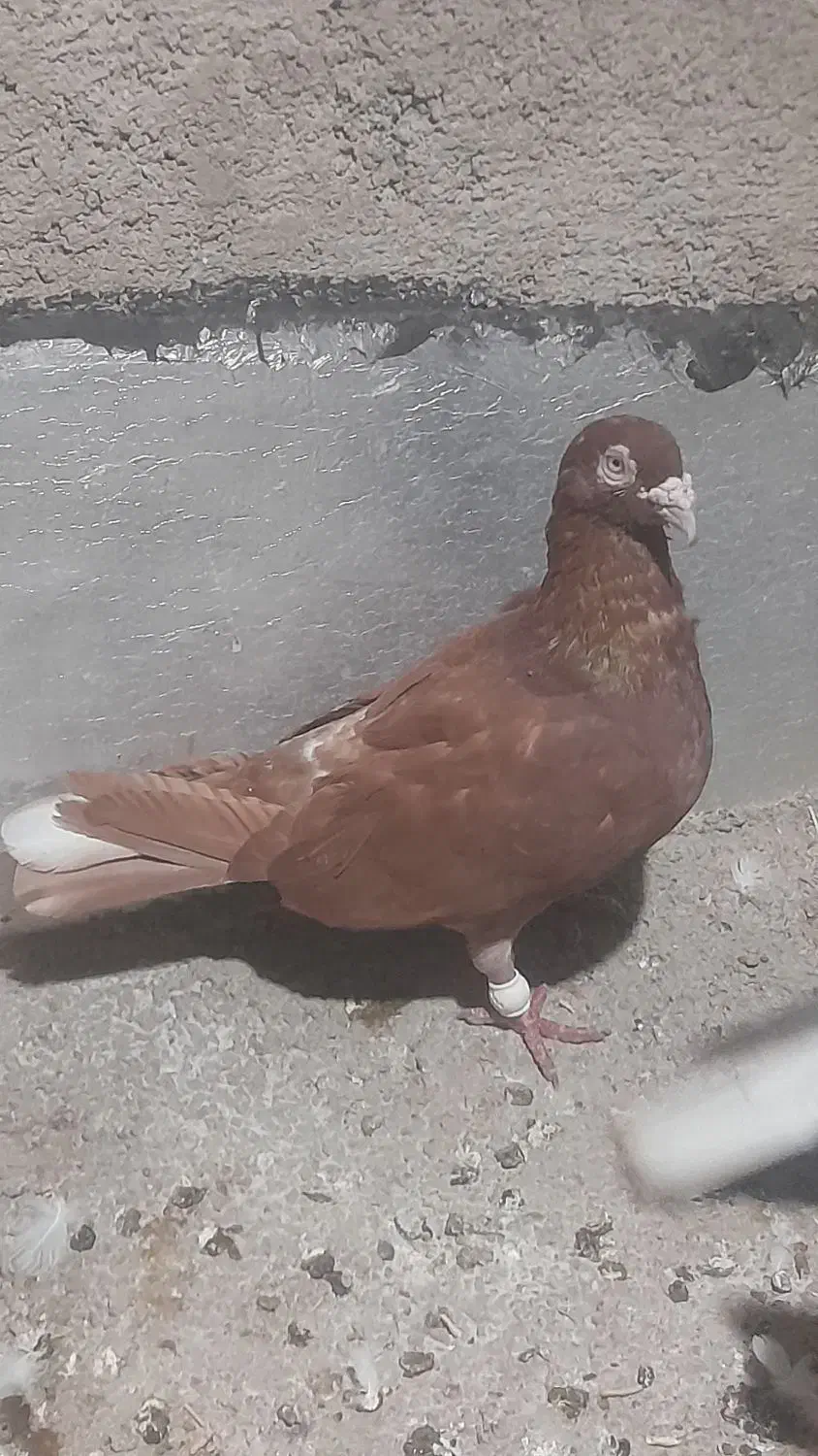 سرخ|پرنده|شیراز, کرونی(خاتونک)|دیوار