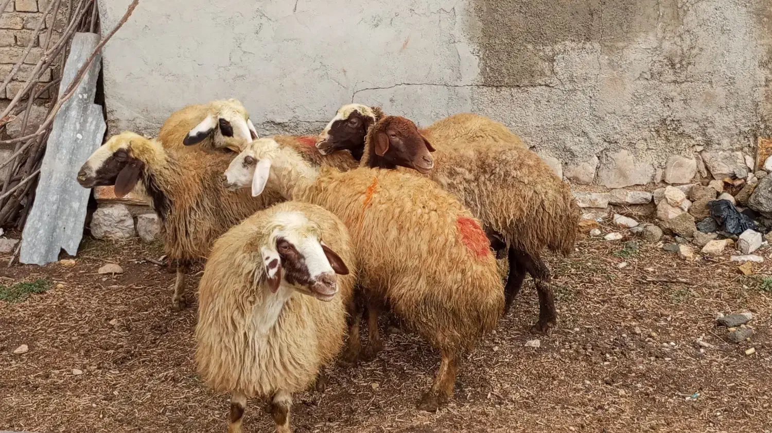 گوسفند فروشی|حیوانات مزرعه|جوانرود, |دیوار