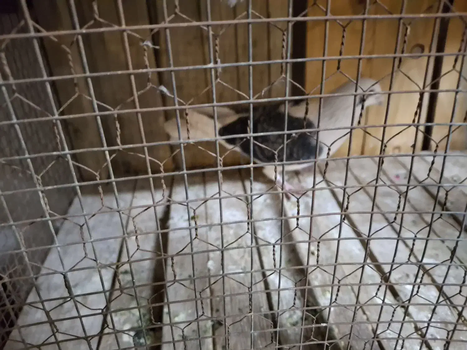 کبوتر|پرنده|قم, انصارالحسین|دیوار