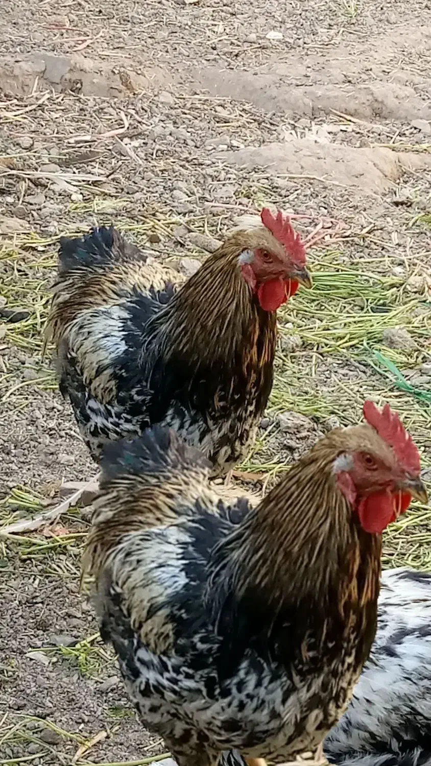 یک جفت خروس شکل هم ، درشت،۱۶۰۰|حیوانات مزرعه|محمدیه-قزوین, |دیوار