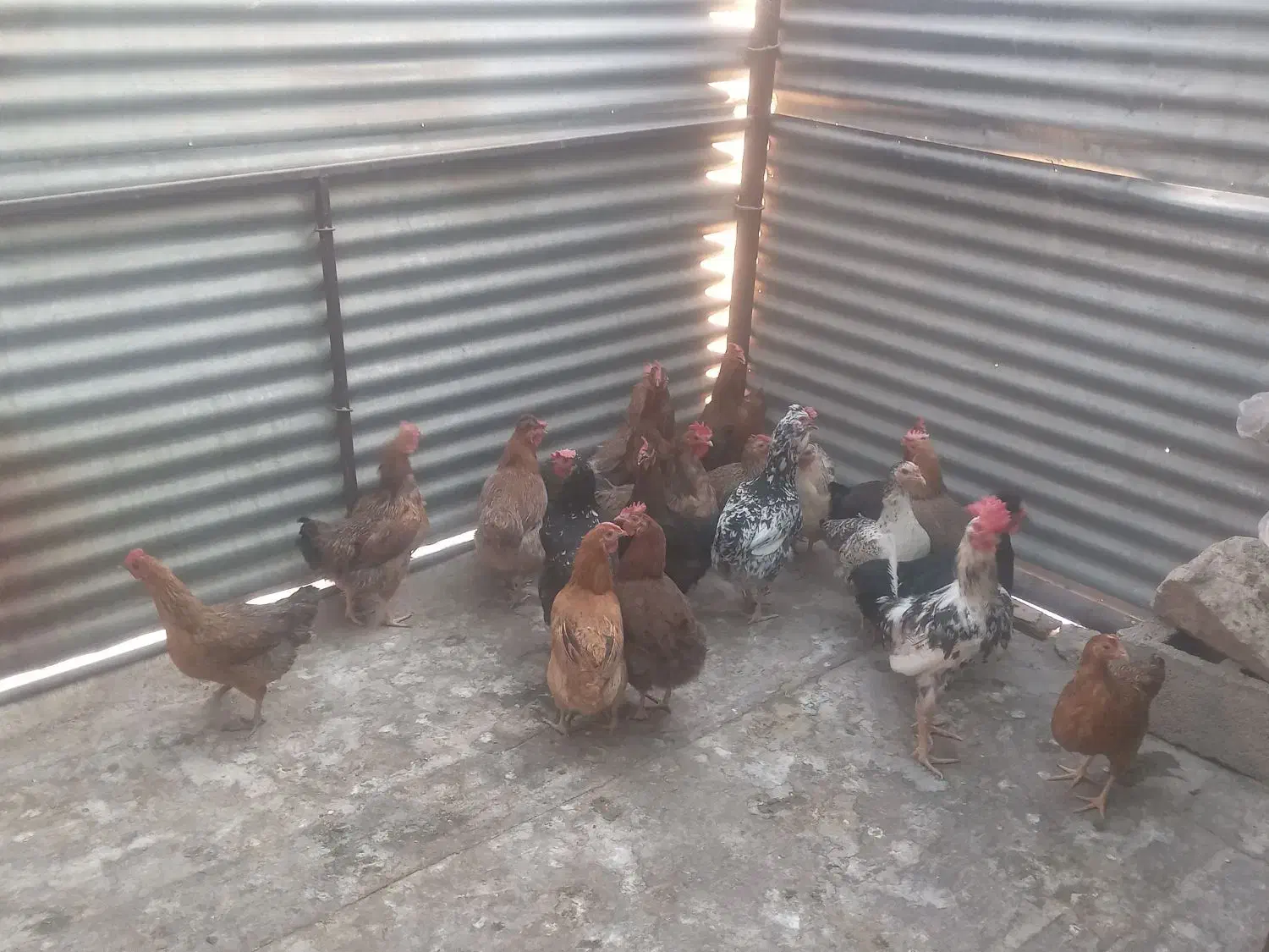 ۱۲ مرغ|حیوانات مزرعه|مسجد سلیمان, |دیوار