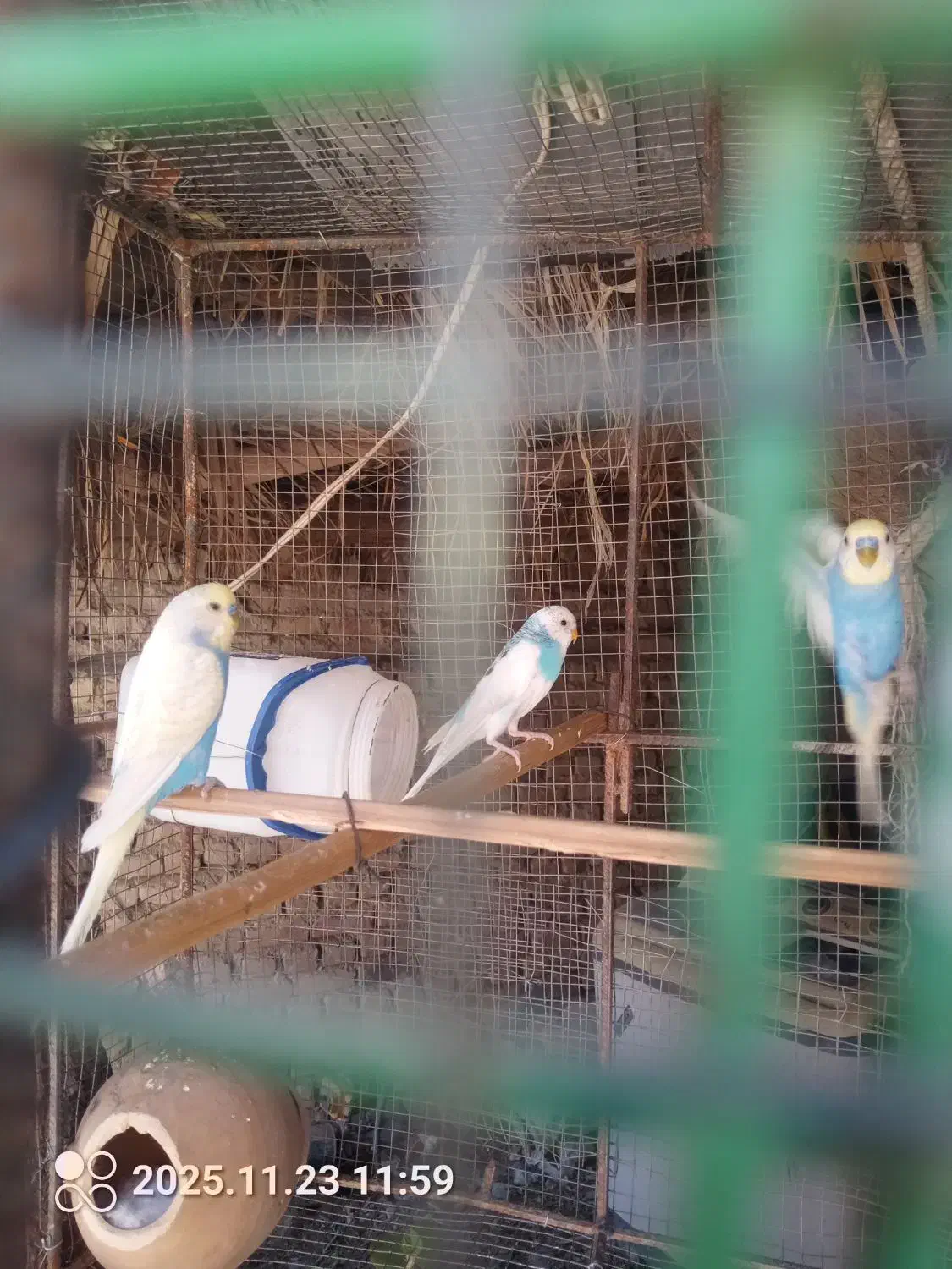 مرغ عشق|پرنده|ایرانشهر, |دیوار